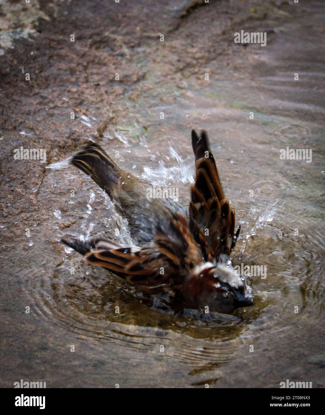 bird bathing in water Stock Photo Alamy