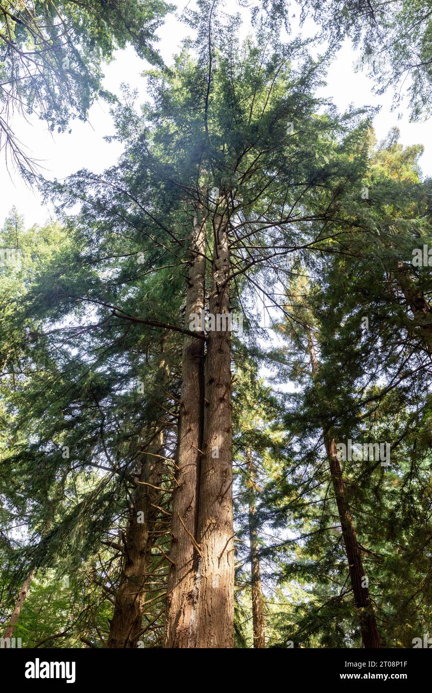 Tall Trees Trail walk near Brockenhurst,New Forest National Park