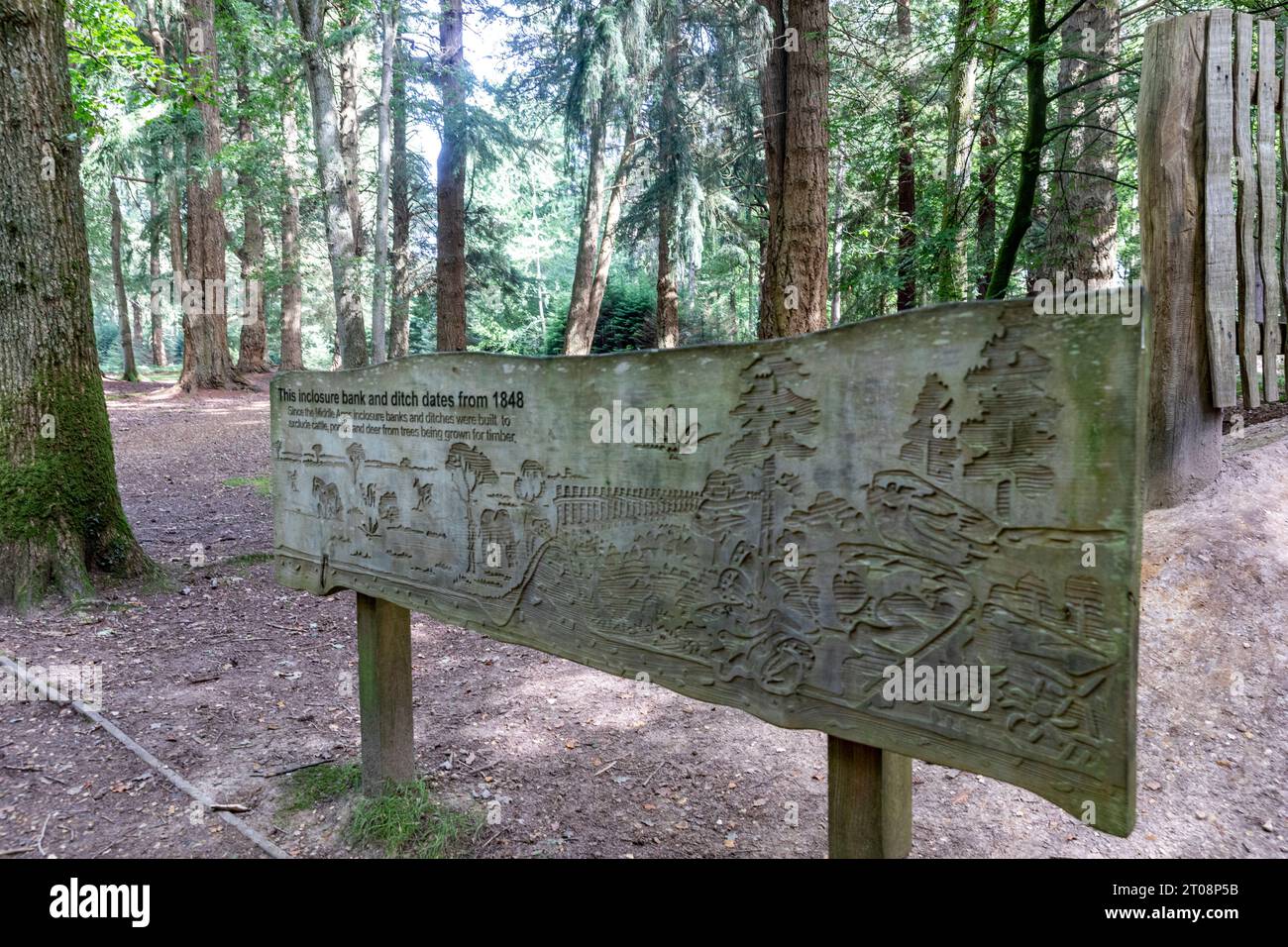 Tall Trees Trail walk near Brockenhurst,New Forest National Park