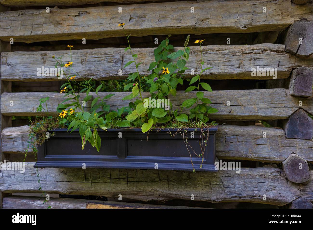 Close up of plants and flowers in a wall planter on the side of a wood wall. Stock Photo