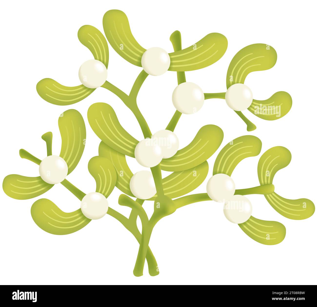 Illustration of two branches of mistletoe isolated on white background ...