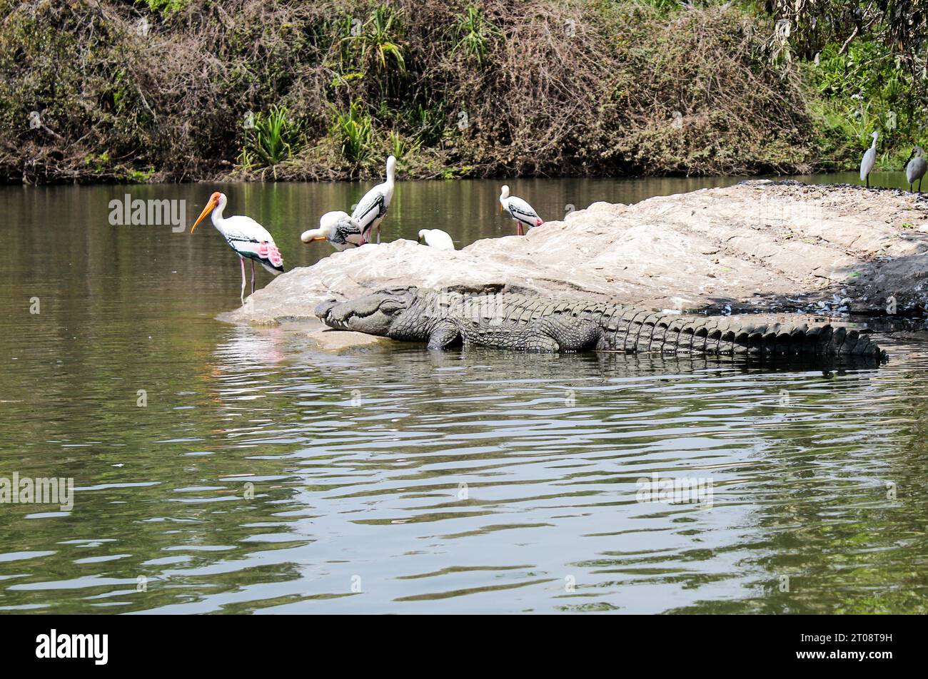 Mugger crocodile resting when painted storks sip on the water in a sunny day. Stock Photo