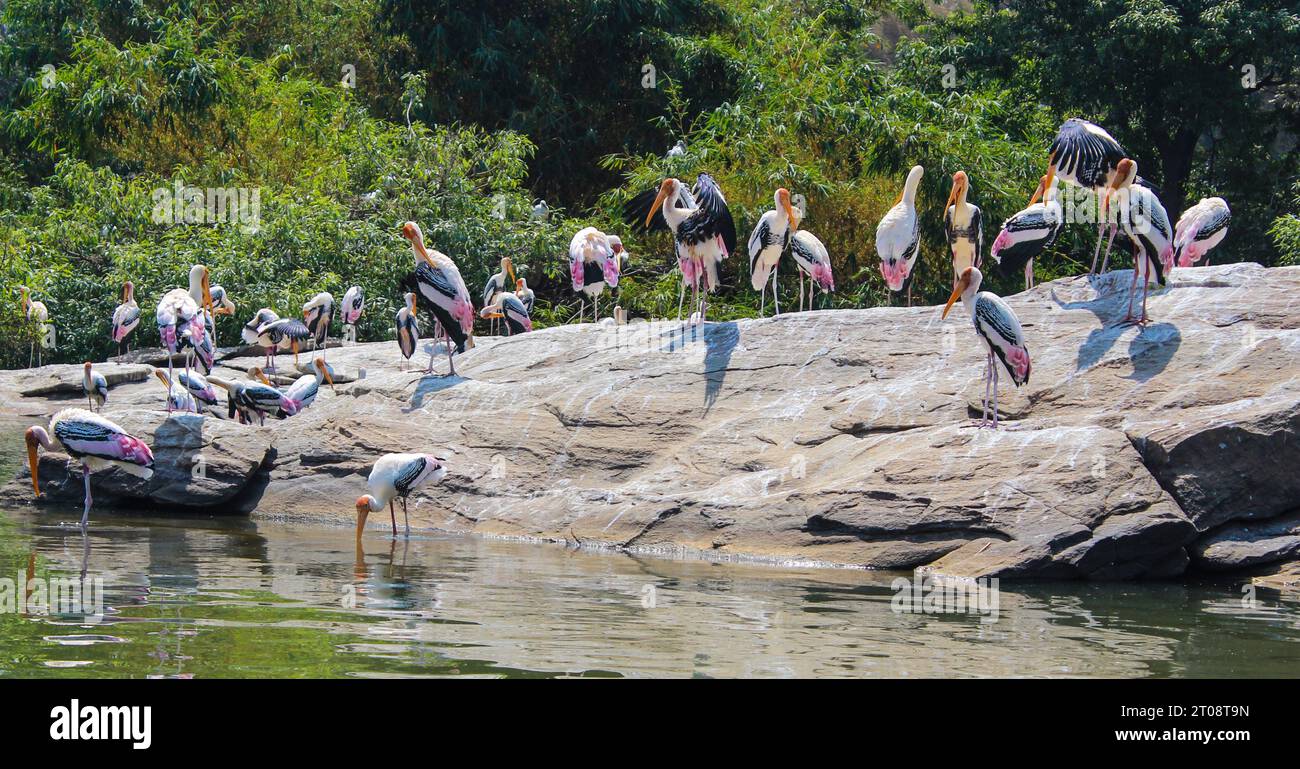 A group of Painted stork birds sun basking and drinking water. Stock Photo