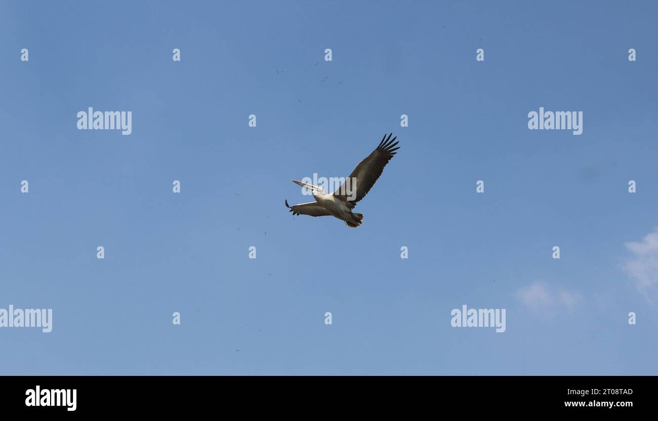 Pelican flying high in hi-res stock photography and images - Alamy