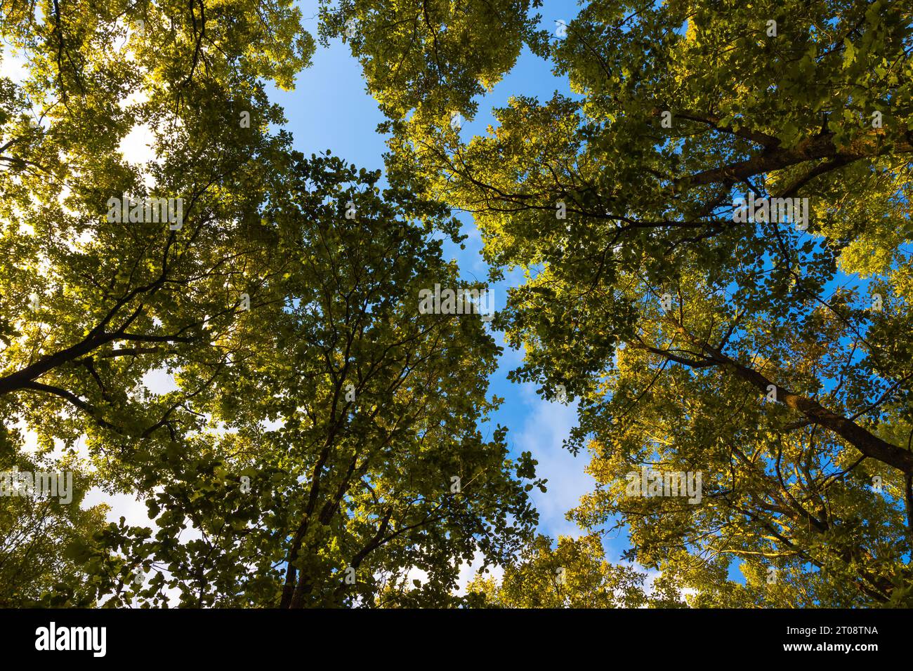 Trees from below in the forest. Carbon net-zero concept background. Carbon neutrality concept. Stock Photo