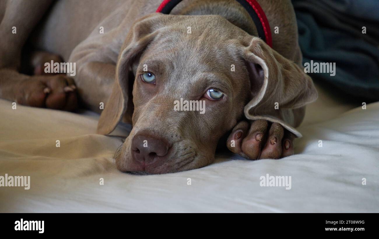 Close-up of a weimaraner puppy with wide open blue eyes. Stock Photo
