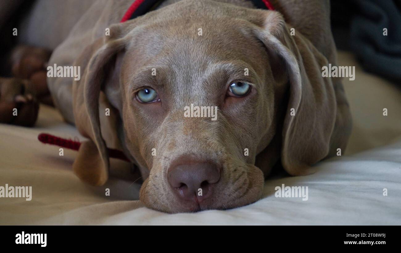 Close-up of a weimaraner puppy with wide open blue eyes. Stock Photo