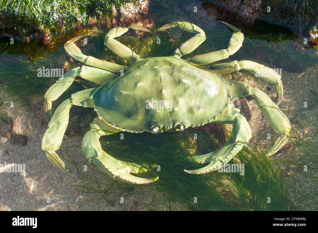 Plastic replica green crab in a natural environment John Gollop Stock
