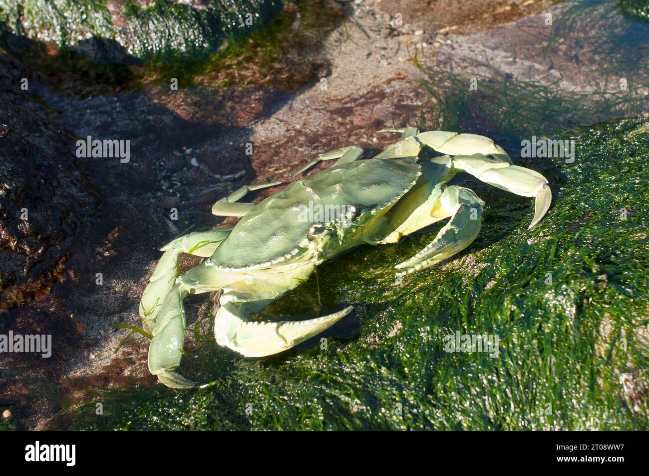 Plastic replica green crab in a natural environment - John Gollop Stock Photo