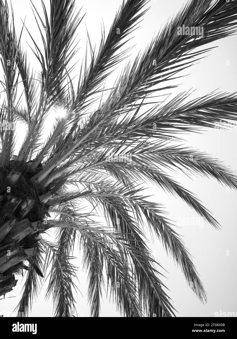 Black and white palmtree hi-res stock photography and images - Alamy