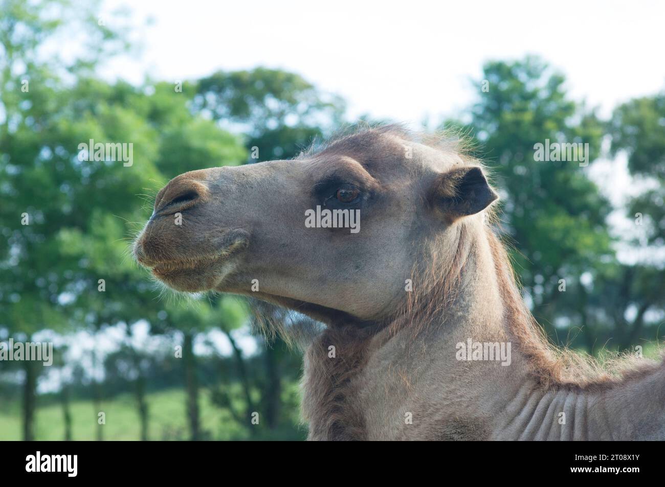 Close-up of a camel's face shot on a farm in the UK - John Gollop Stock Photo