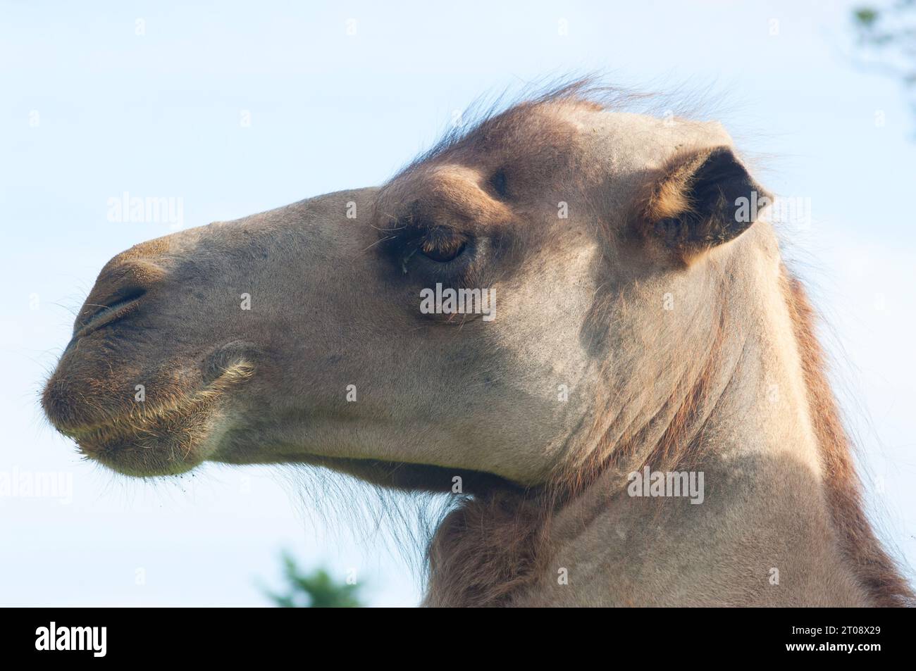 Close-up of a camel's face shot on a farm in the UK - John Gollop Stock Photo