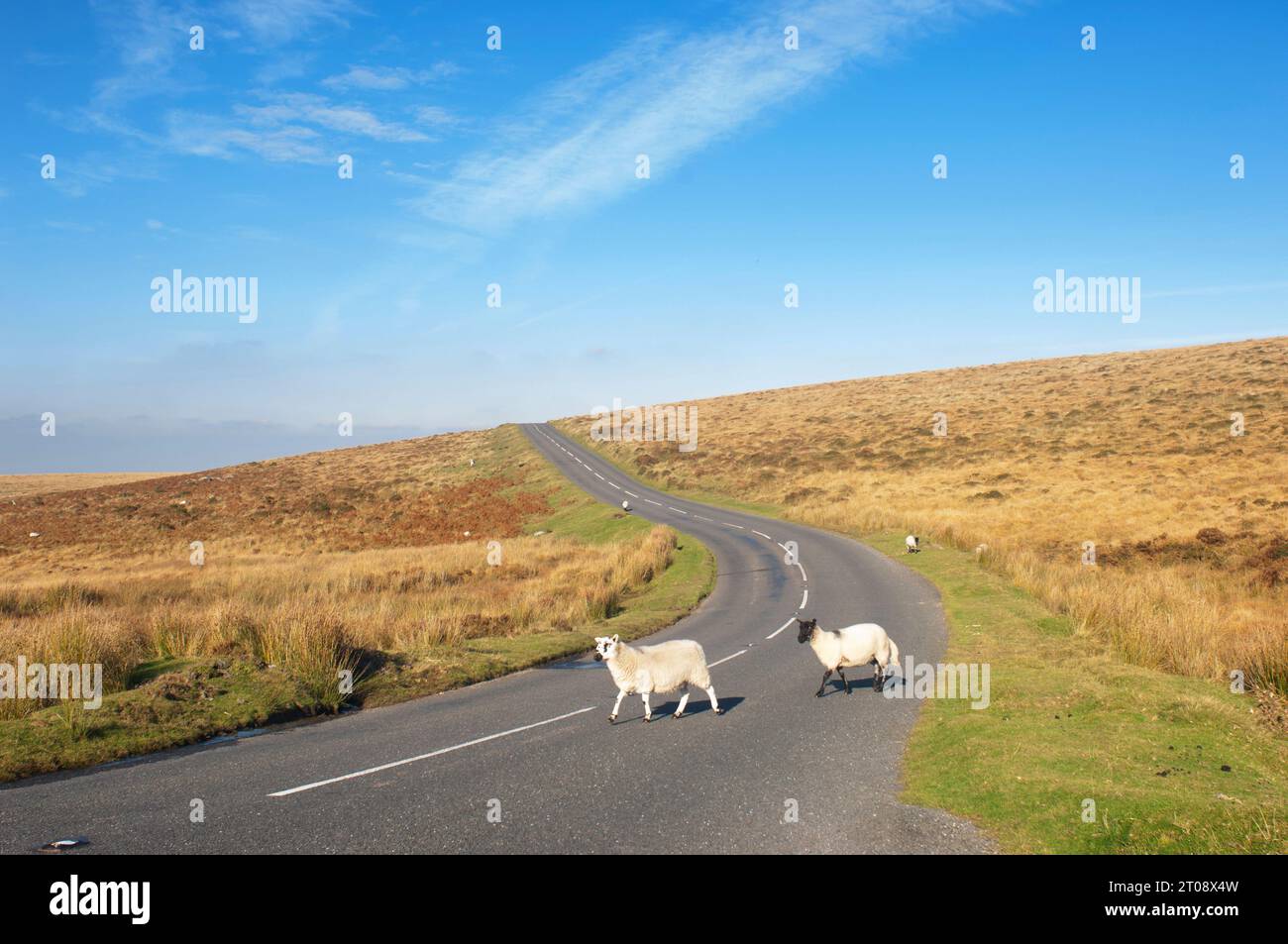 Sheep crossing a road causing a possible traffic hazard, Dartmoor, UK - John Gollop Stock Photo