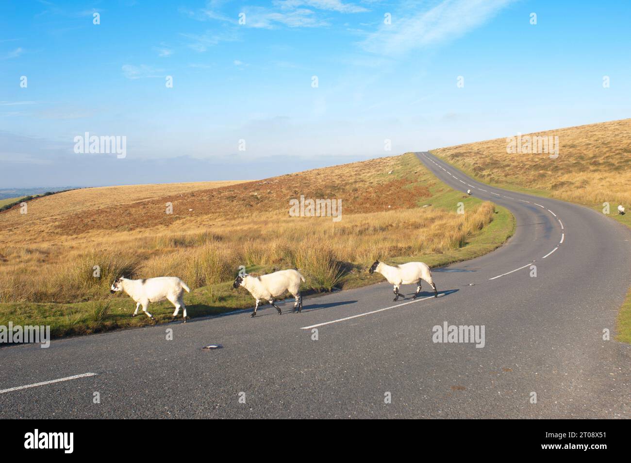 Sheep crossing a road causing a possible traffic hazard, Dartmoor, UK - John Gollop Stock Photo
