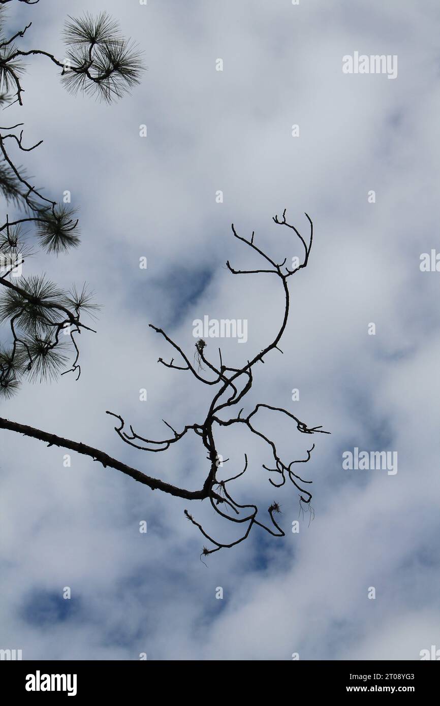 Silhouette of tree against blue sky with white clouds Stock Photo - Alamy
