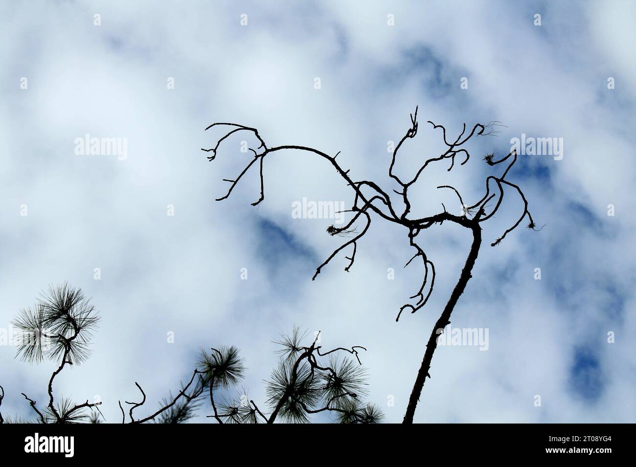 Silhouette of tree against blue sky with white clouds Stock Photo - Alamy