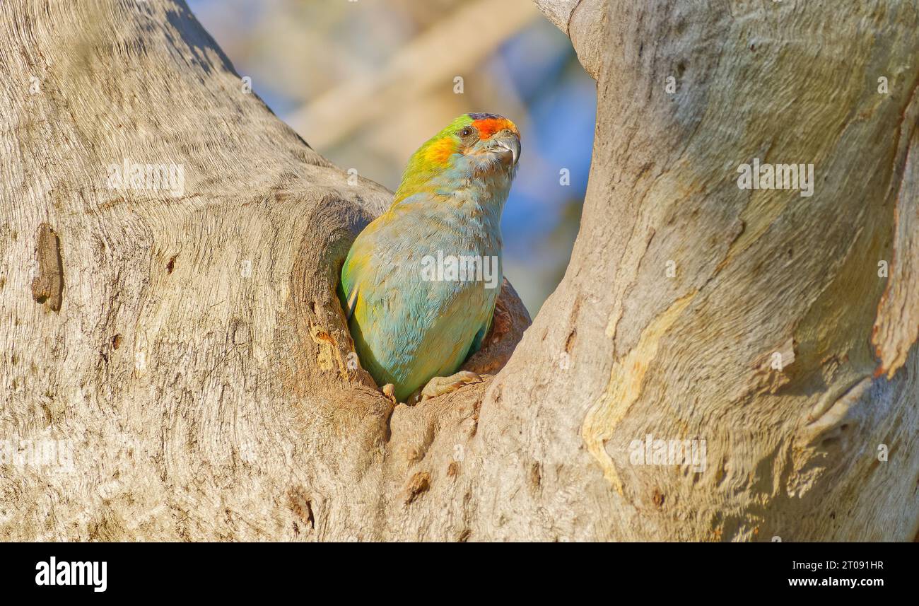 Dramndra Purple crowned lorikeet parrot perched in Wandoo tree in sunshine at ...