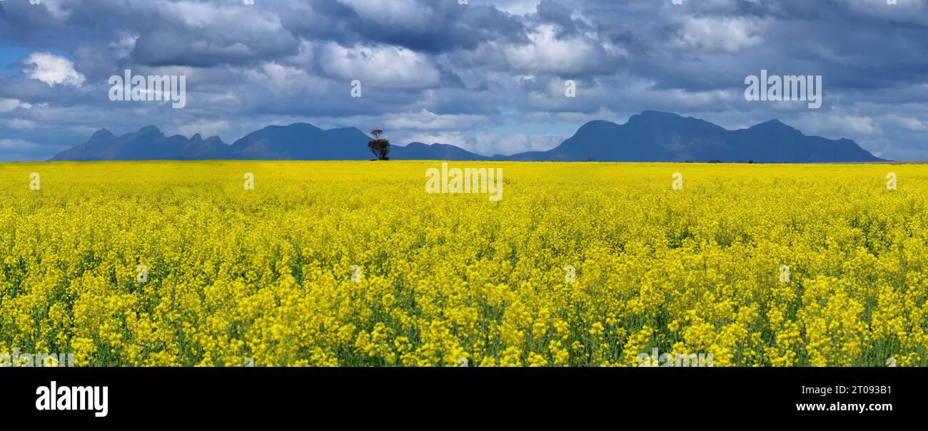 Yellow canola flowers growing on mass in a farm field north of the mountain peaks of Stirling Range National Park, Western Australia. Stock Photo