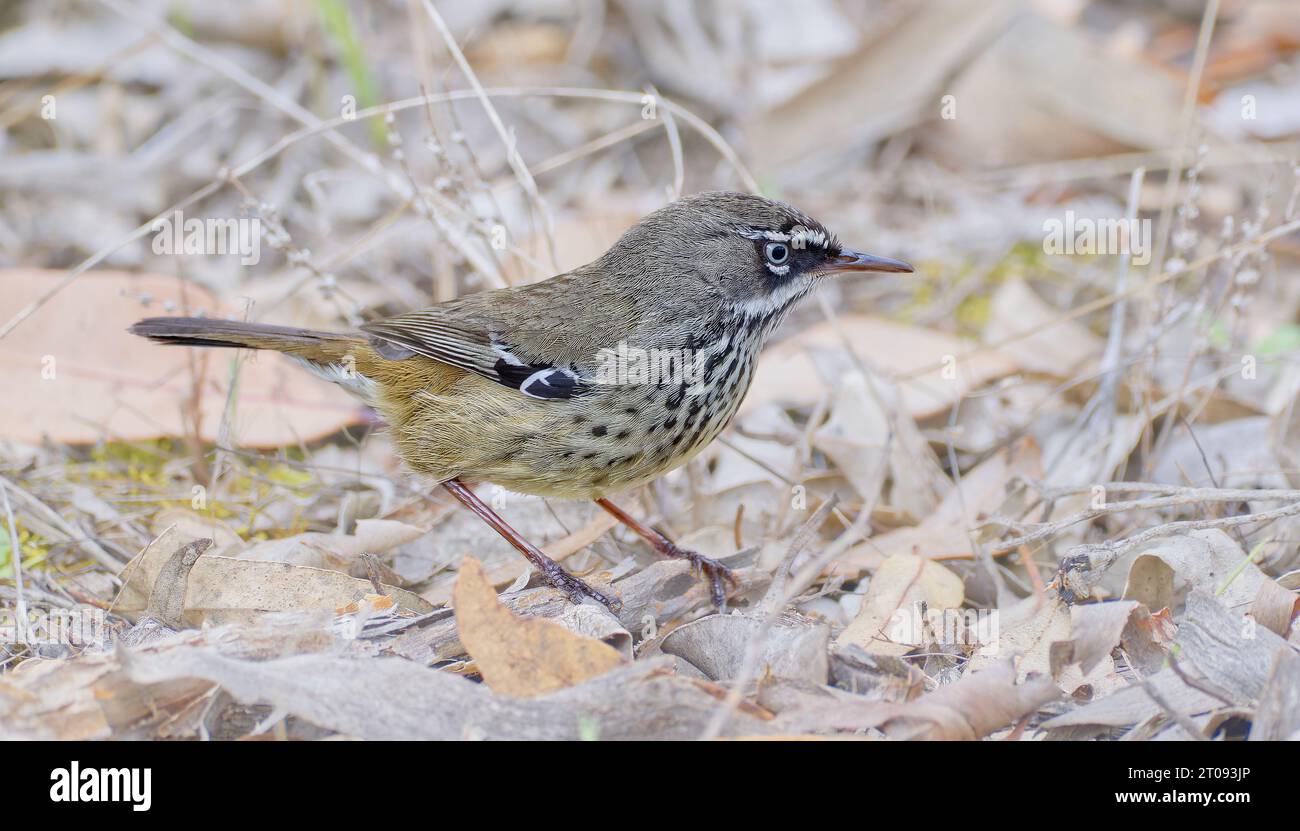 Spotted scrub Wren small ground dwelling bird in leaf litter at Stirling Range National Park, Western Australia. Stock Photo