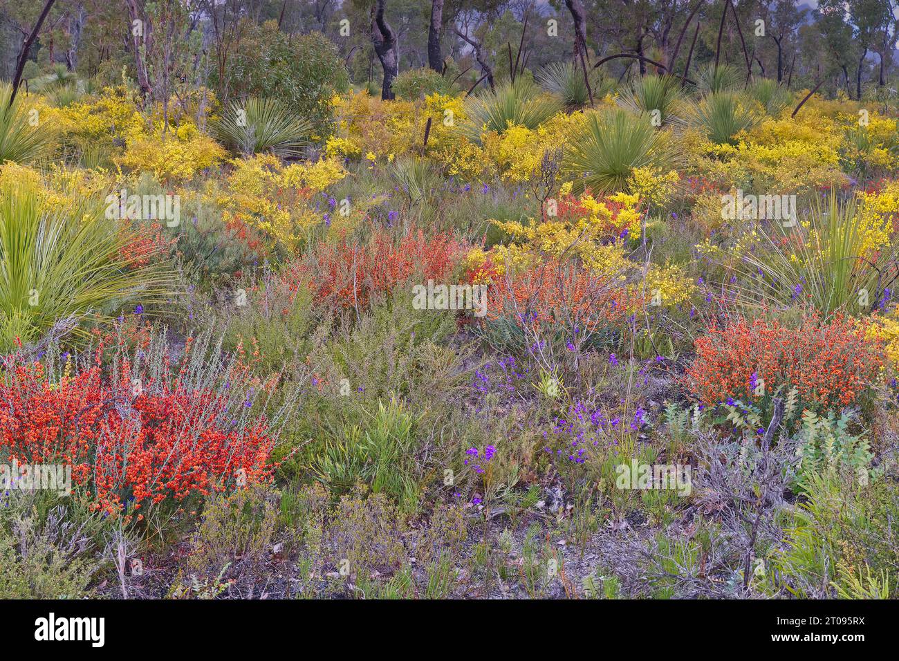 Wildflowers in Spring carpet a forest floor in Stirling Range National Park, Western Australia. Stock Photo