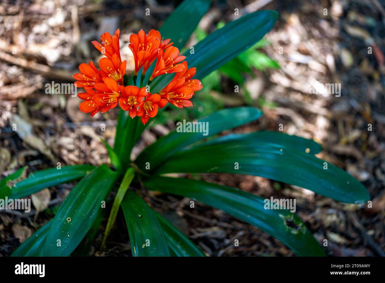 Clivia miniata (Kafir Lily) blossoming flower Stock Photo
