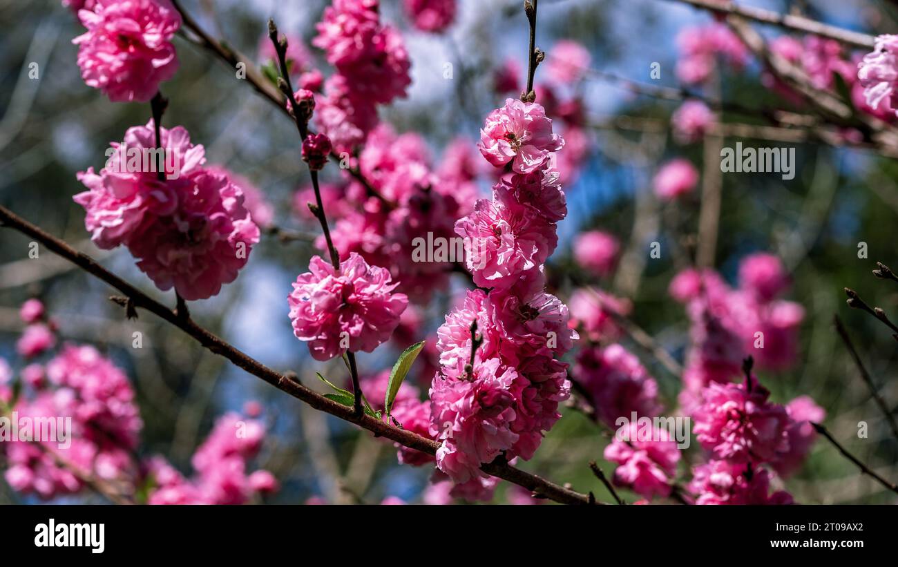 Double Flowering Plum (Prunus triloba Multiplex) blossoming flowers Stock Photo