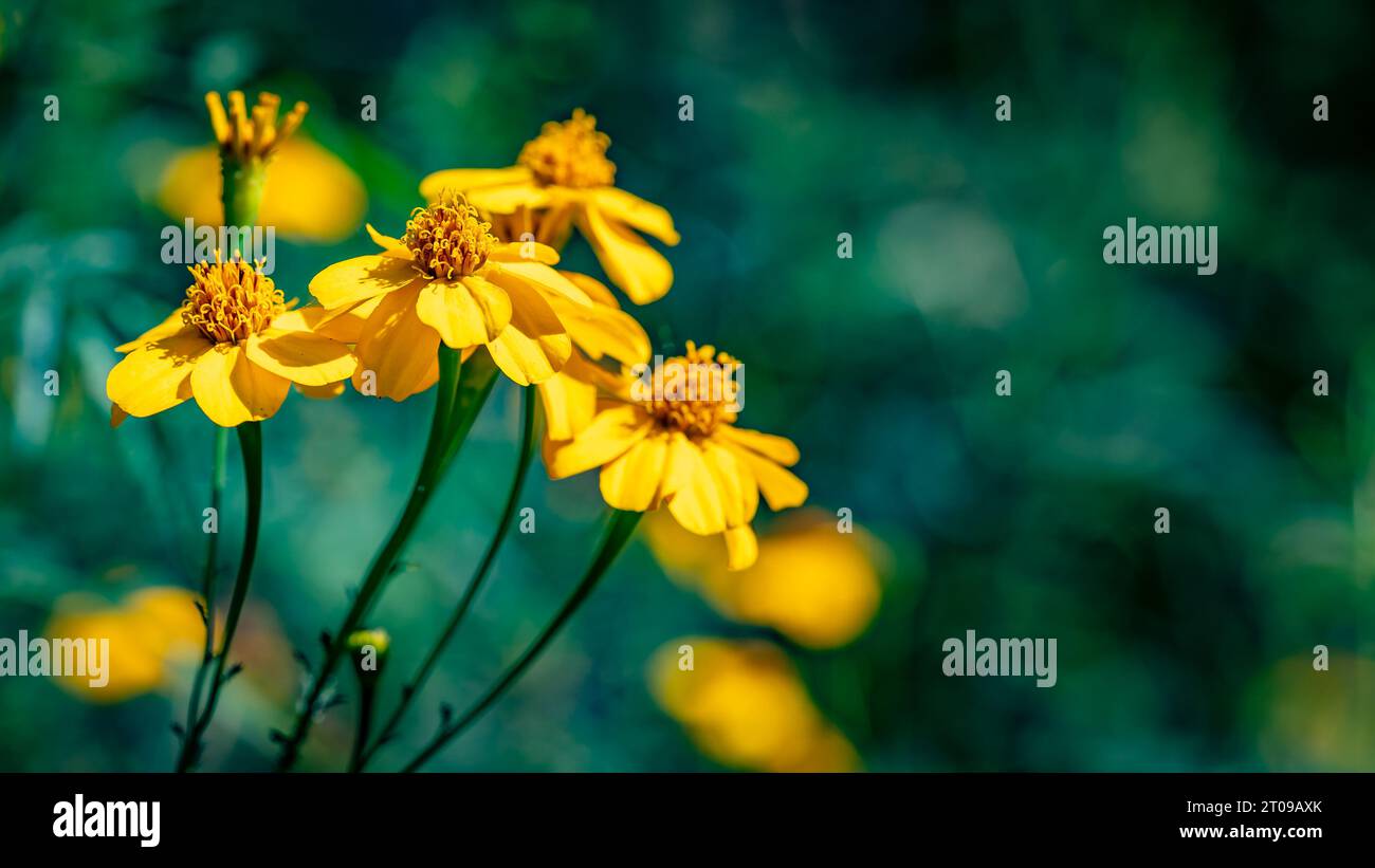 Tagetes lemmonii (Angiosperms) blossoming flowers Stock Photo