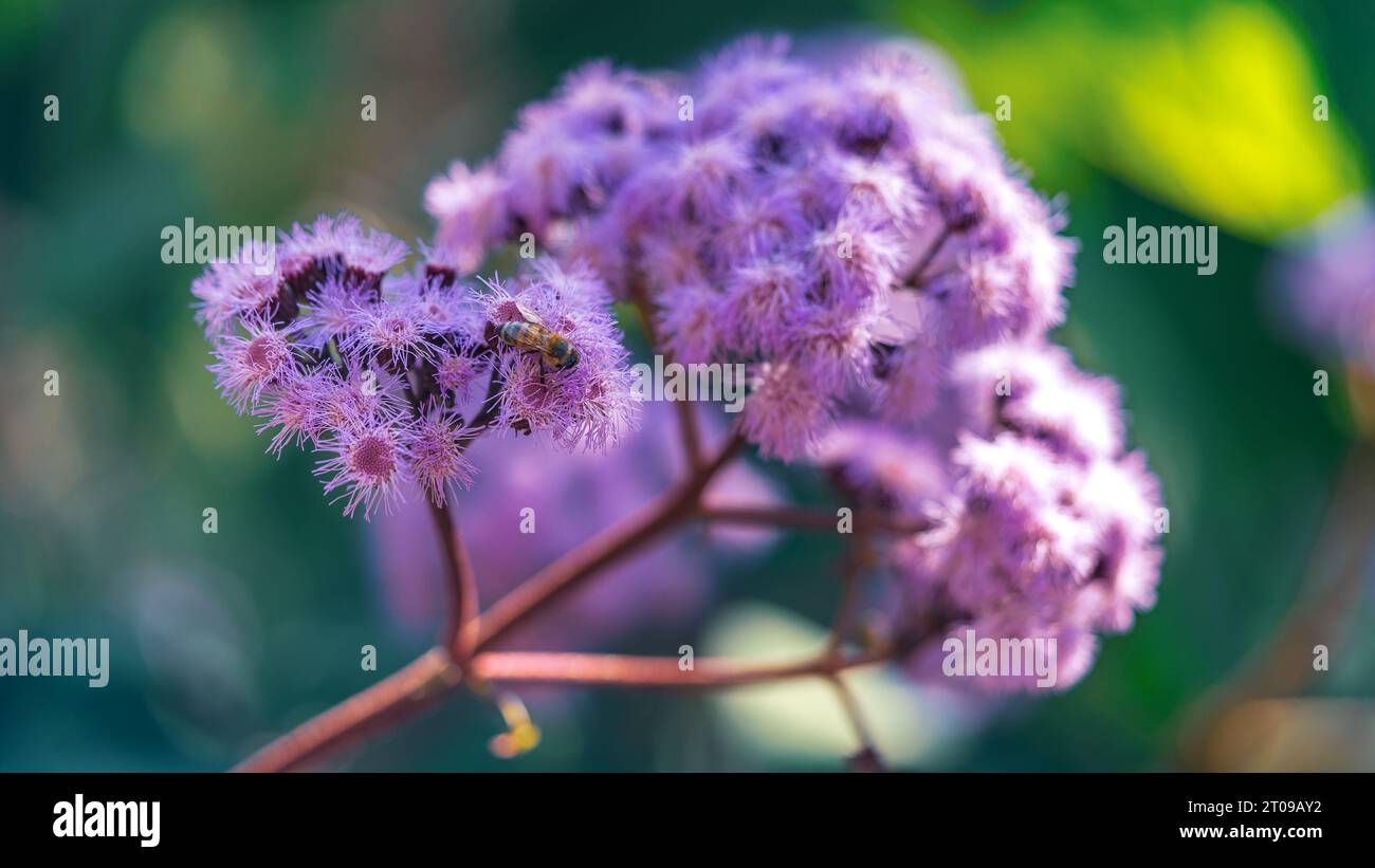 Bartlettina sordida (purple mist) blossoming flowers Stock Photo