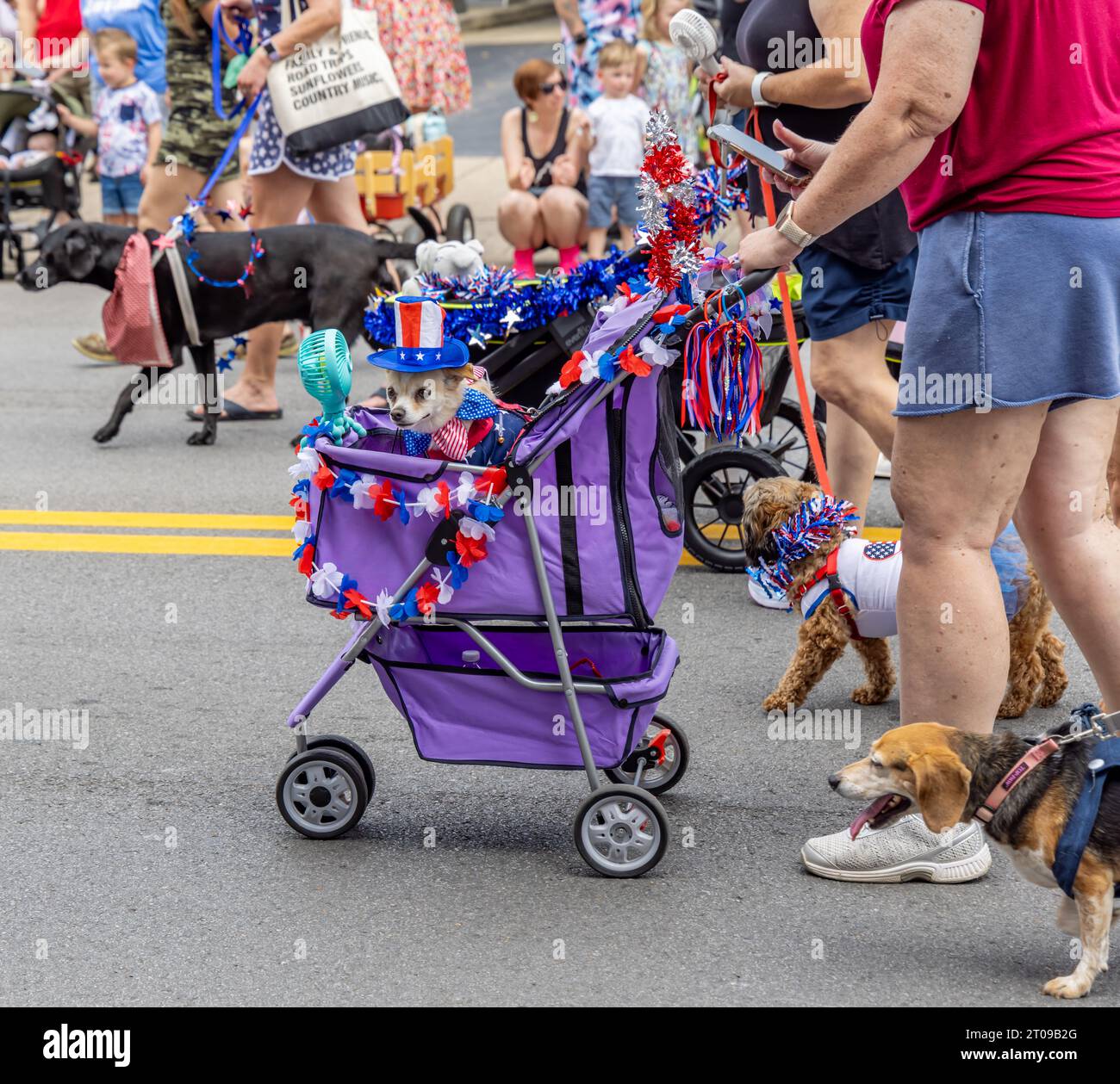 A small dog in costume riding in a purple baby carriage in a parade Stock Photo