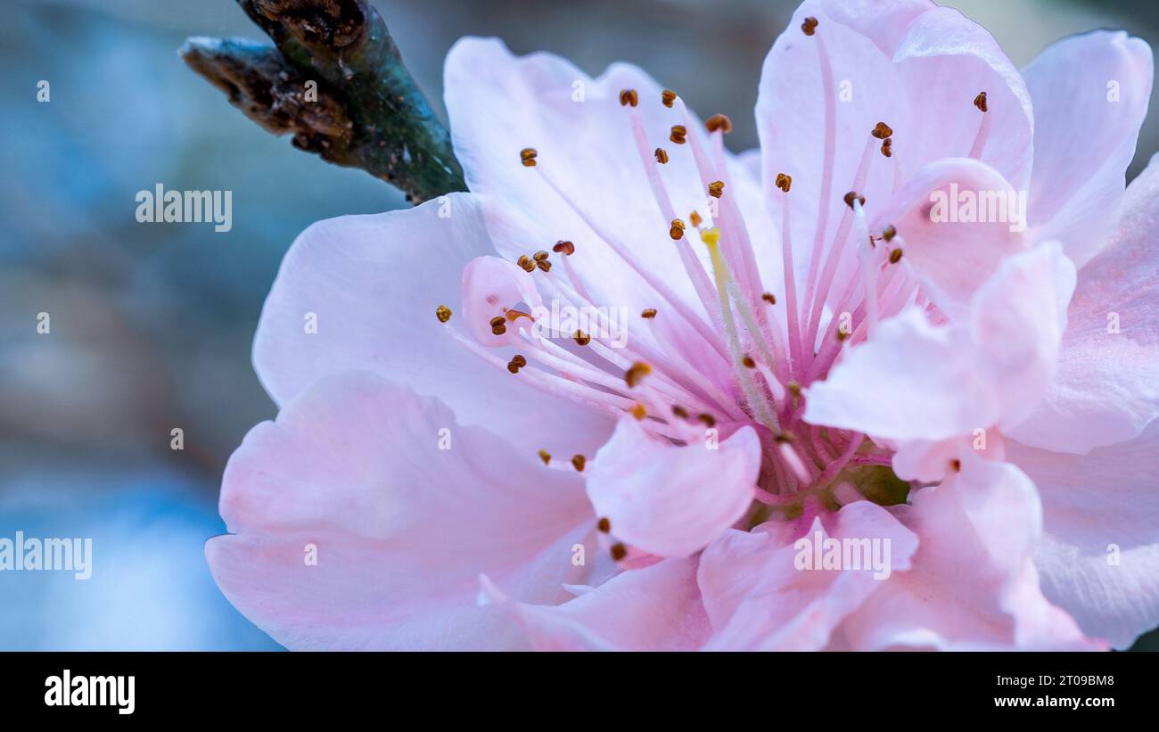Closeup cherry spring tree hi-res stock photography and images - Alamy