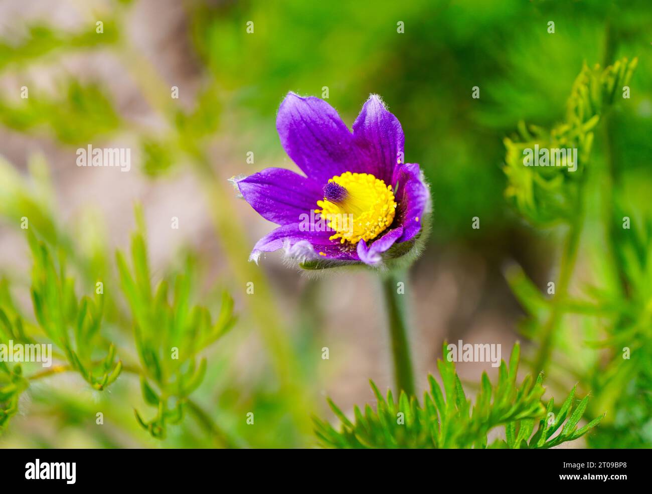 Purple flower of the Pasqueflower. Close-up of the flowering plant. Pulsatilla grandis. Stock Photo