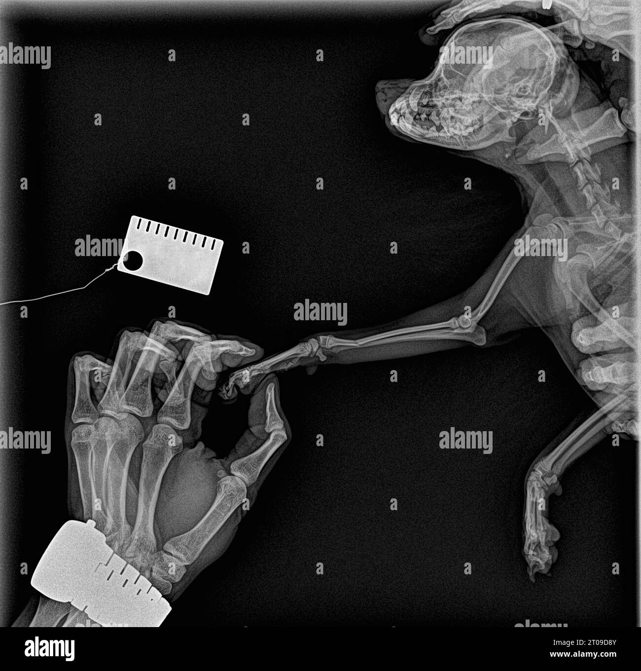 X-ray of a fractured front paw in a Pomeranian. Human hand supporting a sore paw. Radiography Stock Photo