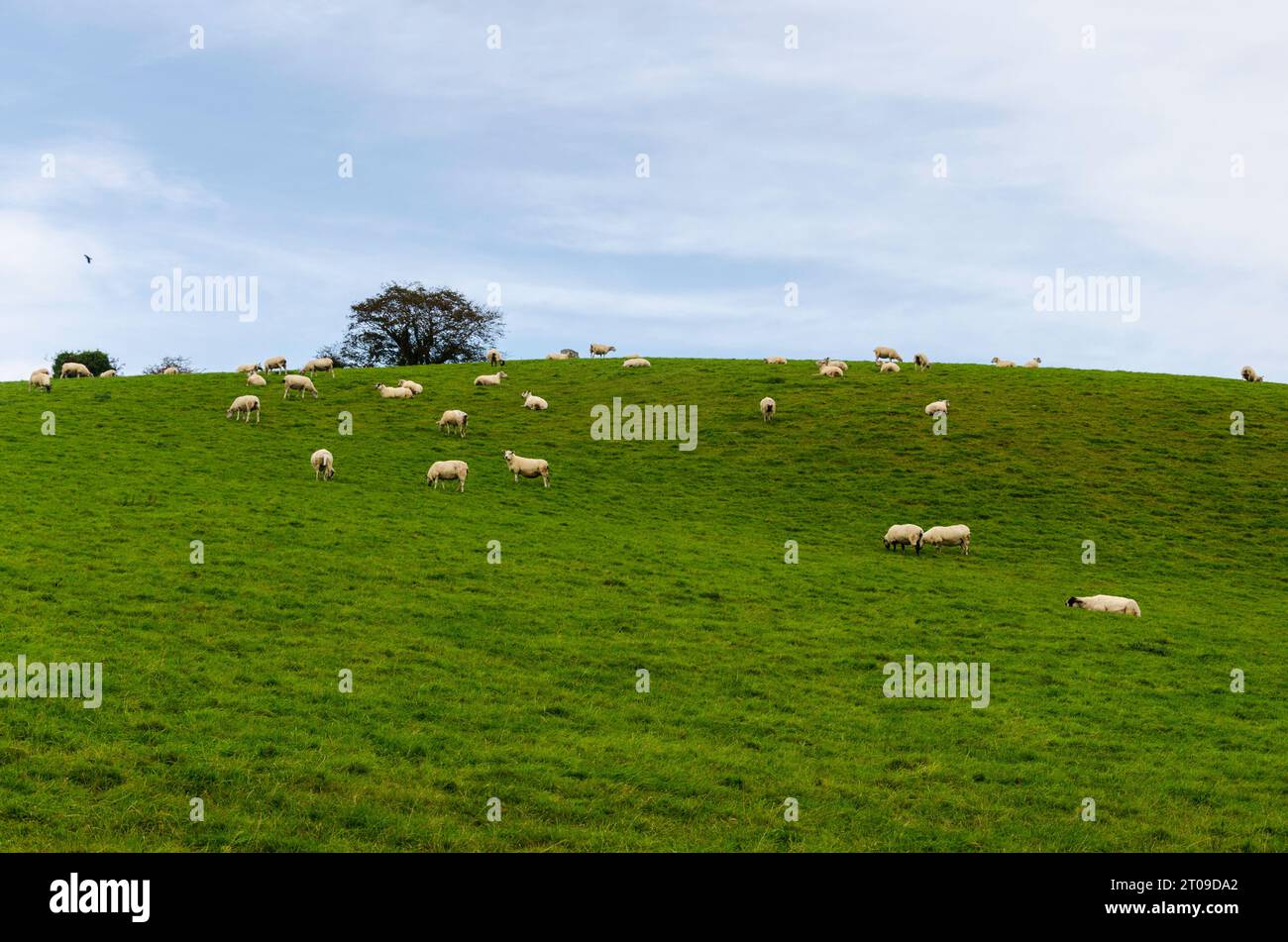 Flock of sheep grazing on a hillside Stock Photo - Alamy