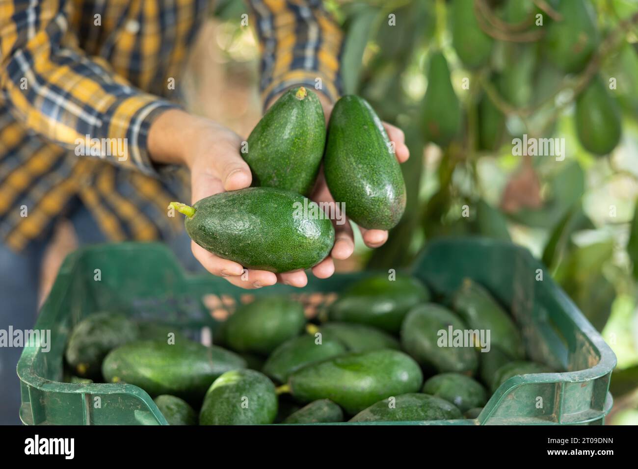 From above of gardener hands holding fresh picked green avocados in ...