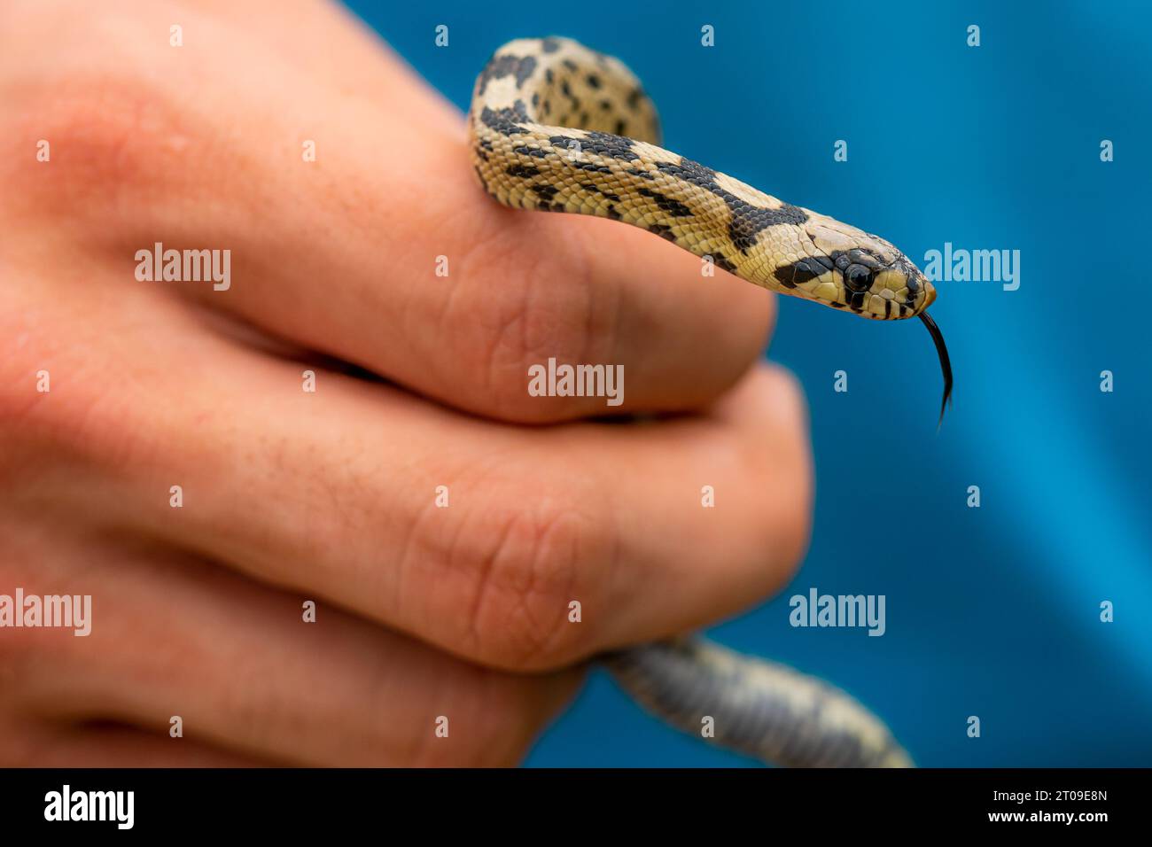 Ladder snakes hi-res stock photography and images - Alamy