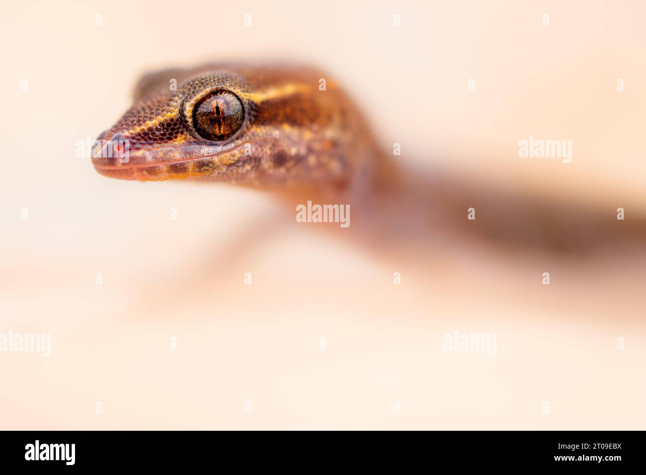 Closeup side view of brown gecko sitting in natural environment Stock ...