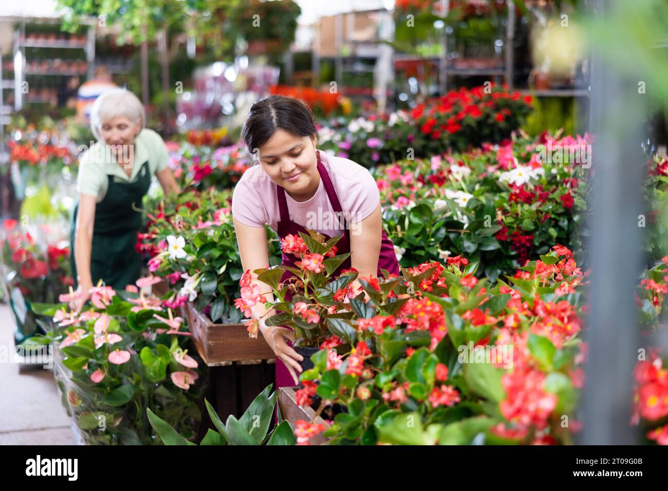 Middle-aged woman marketer looking at big begonias in point of sale of plants Stock Photo