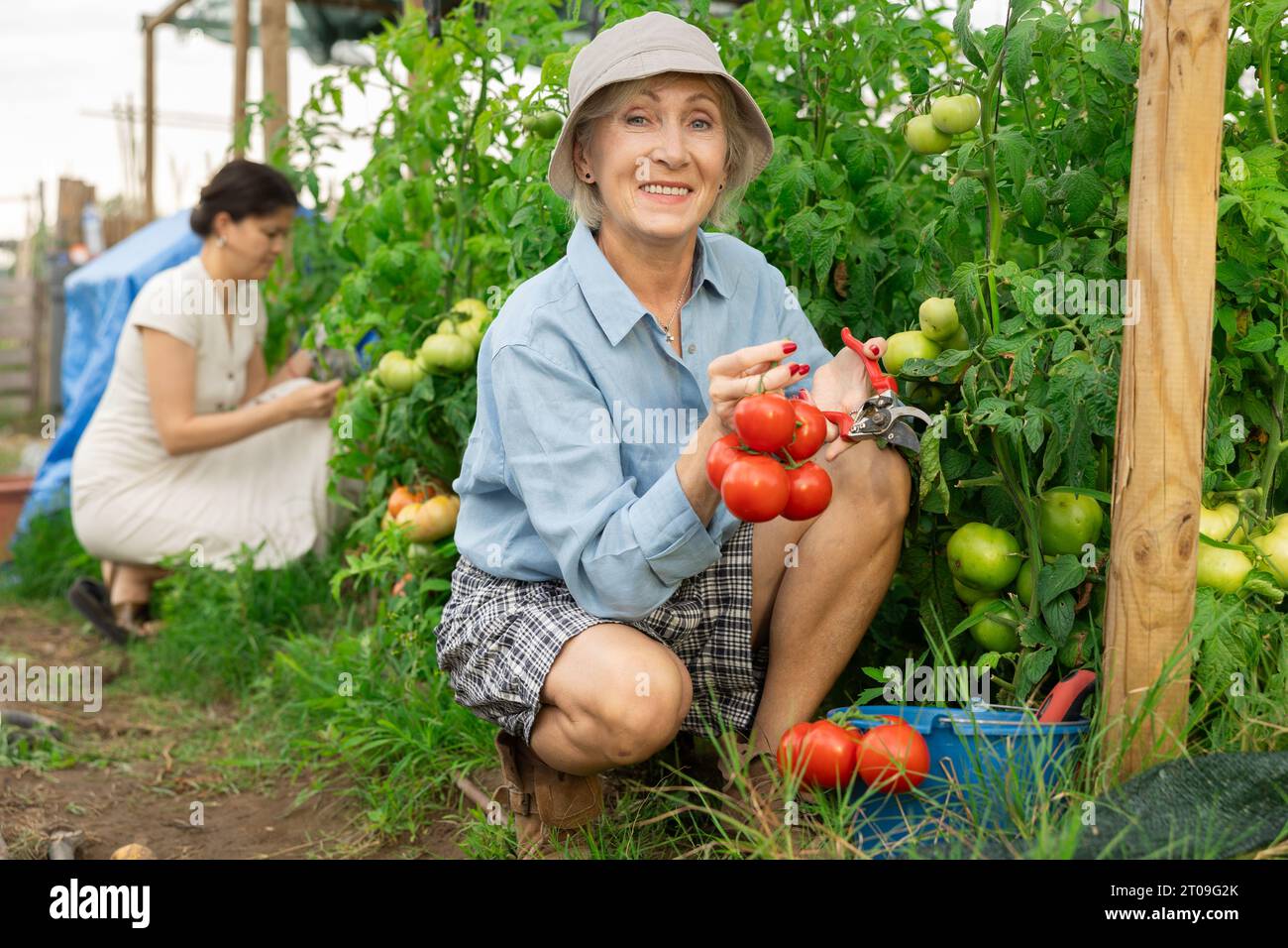 Senior happy woman picking tomatoes Stock Photo - Alamy