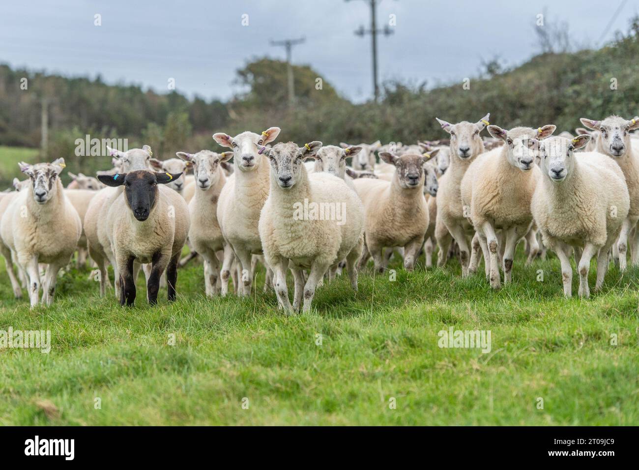 flock of sheep looking at camera Stock Photo