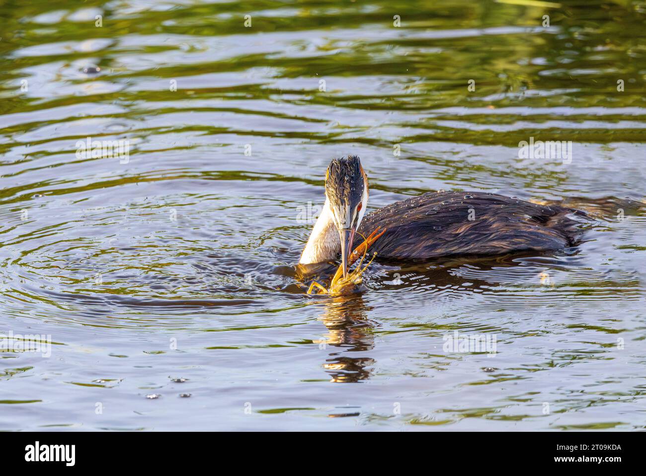 Close up of hunting Grebe, Podiceps cristatus, with a Red swamp crayfish, Procambarus clarkii, as prey and trying to break the lobster into pieces to Stock Photo