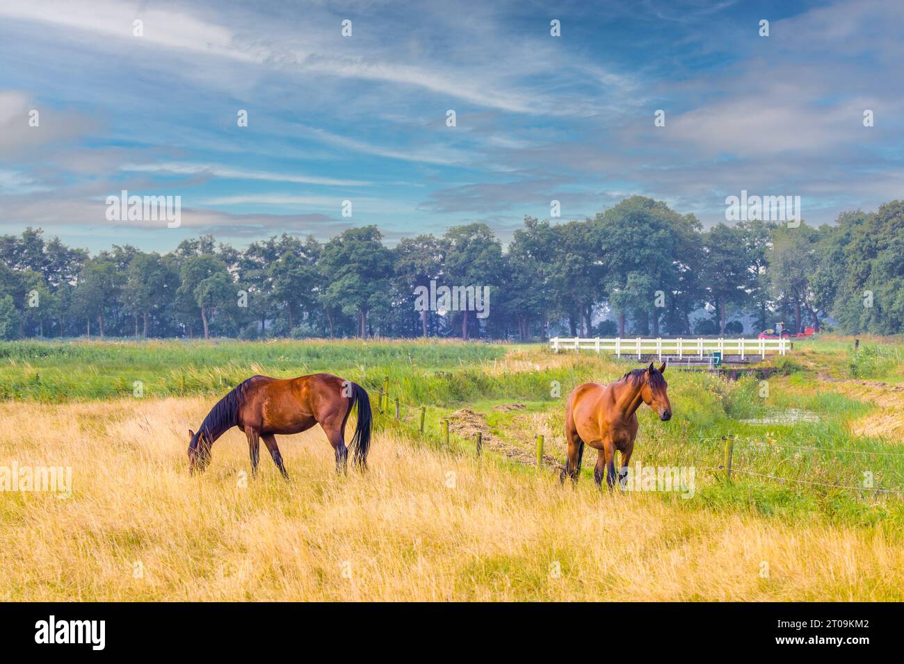 Landscape rural area in stream valley Rolder Diep part Drentsche Aa with meadow in which two brown riding horses can run free and misty forest trees b Stock Photo