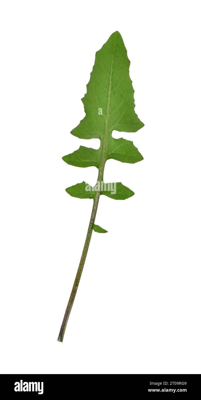 Eastern Rocket - Sisymbrium orientale Stock Photo - Alamy