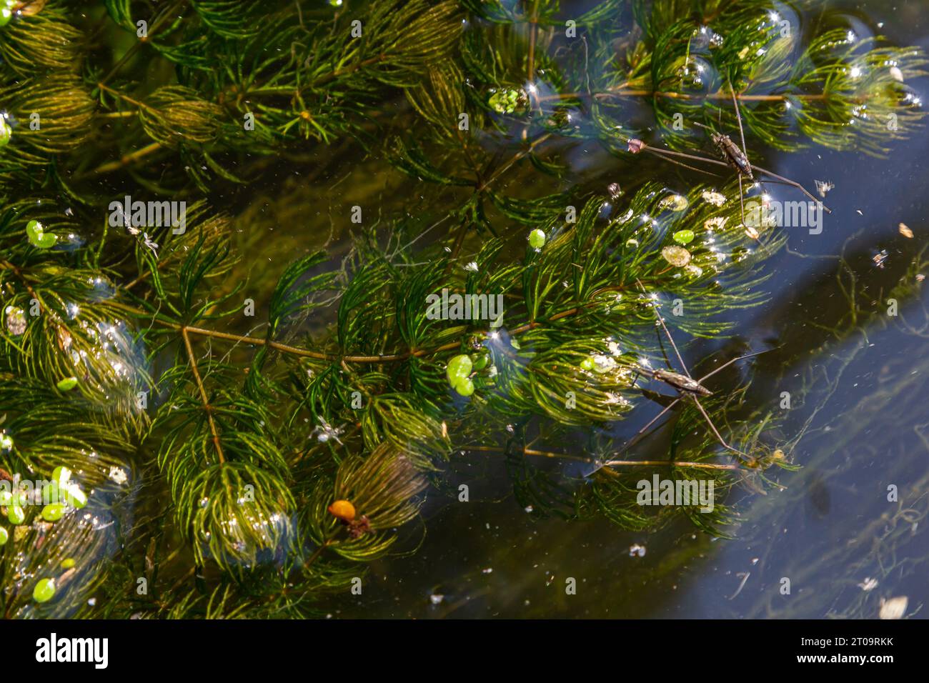 Close up of the aquatic plant Ceratophyllum coontails, hornworts floating on the surface of the water in a pond. Europe. Stock Photo