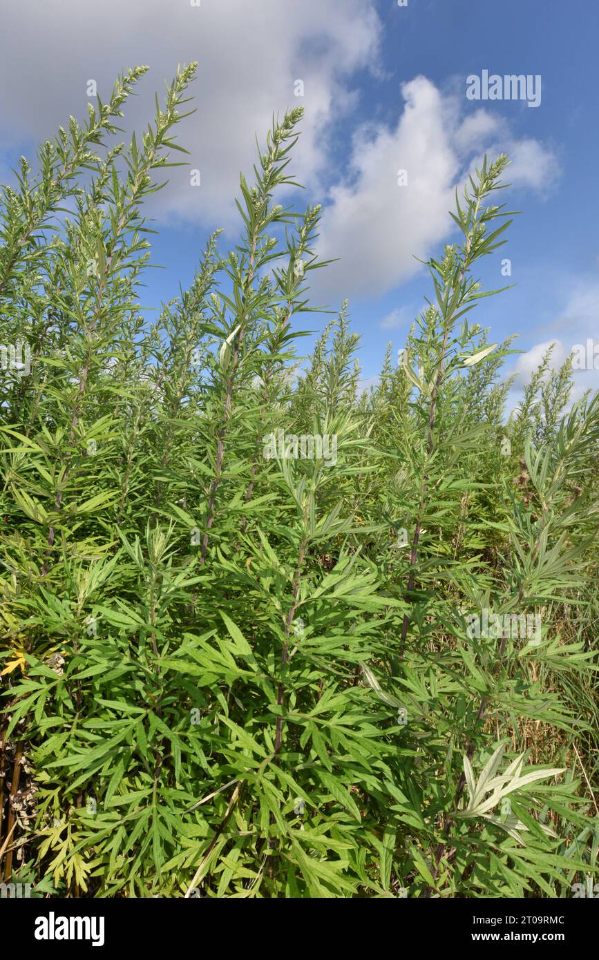 chinese-mugwort-artemisia-verlotiorum-stock-photo-alamy