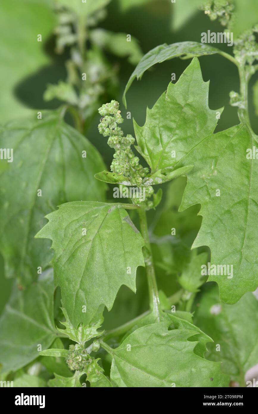 Nettle-leaved Goosefoot - Chenopodiastrum murale Stock Photo