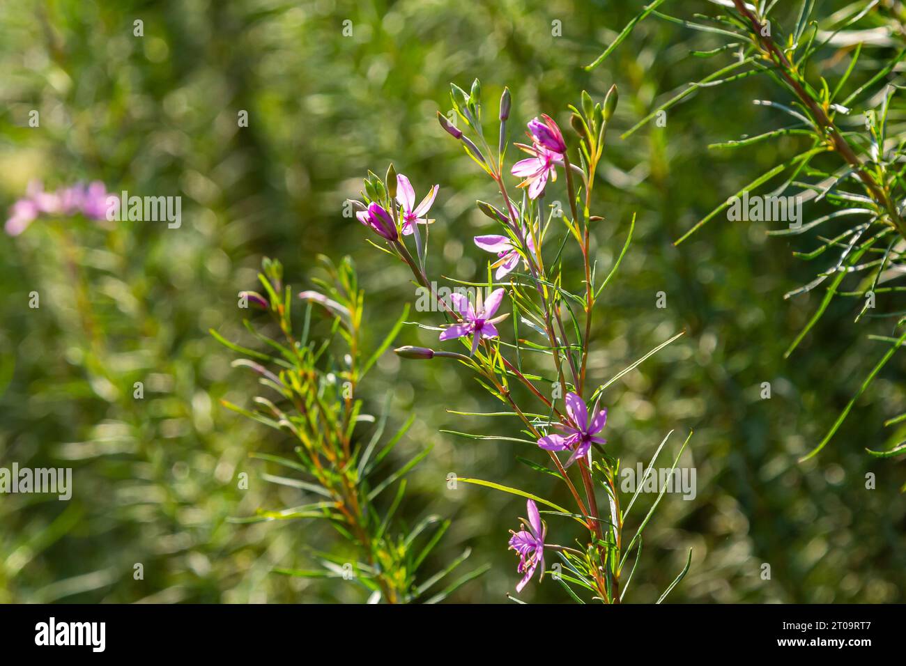 Pink Flowering Chamerion Dodonaei Alpine Willowherb Plant. Stock Photo