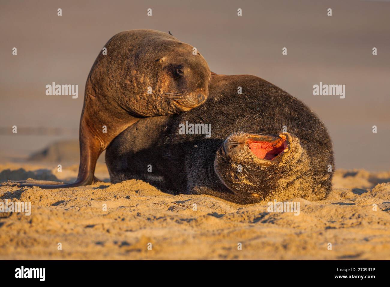 A young New Zealand Sea Lion - Phocarctos hookeri - cuddles up to a much larger male, that turns and opens its mouth as they lay on the sand. Stock Photo