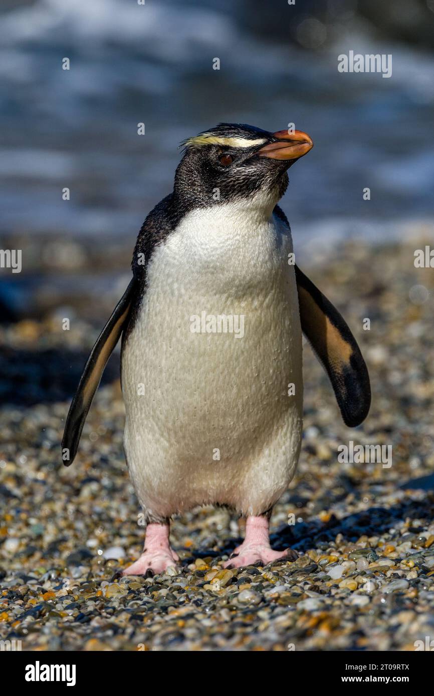 Fiordland Crested Penguin - Eudyptes pachyrhynchus - portrait as it stands upright on a pebble beach with its large pink webbed feet and flippers. Stock Photo