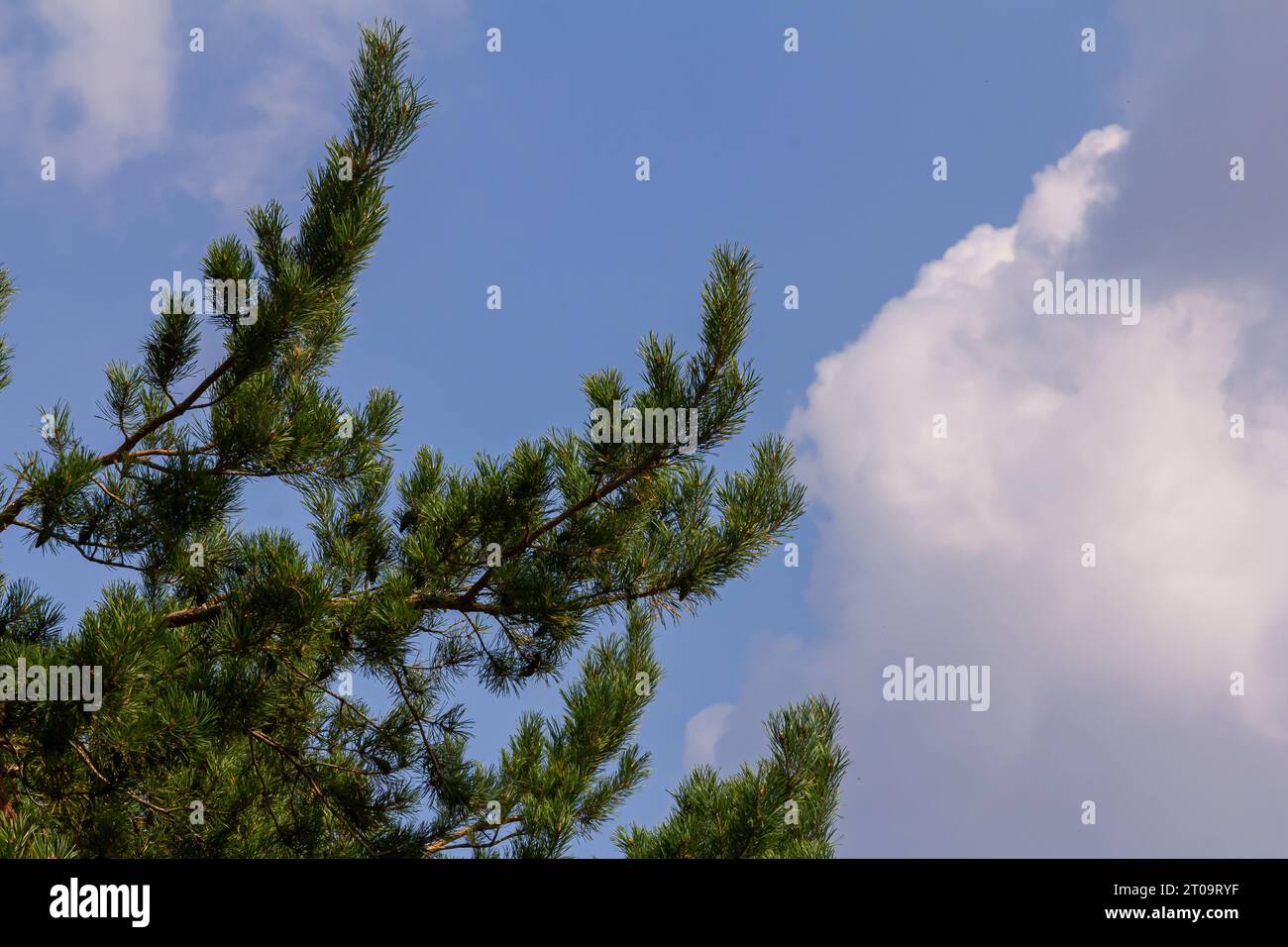 Pine branches on a spring day against the background of the sky with clouds. Stock Photo
