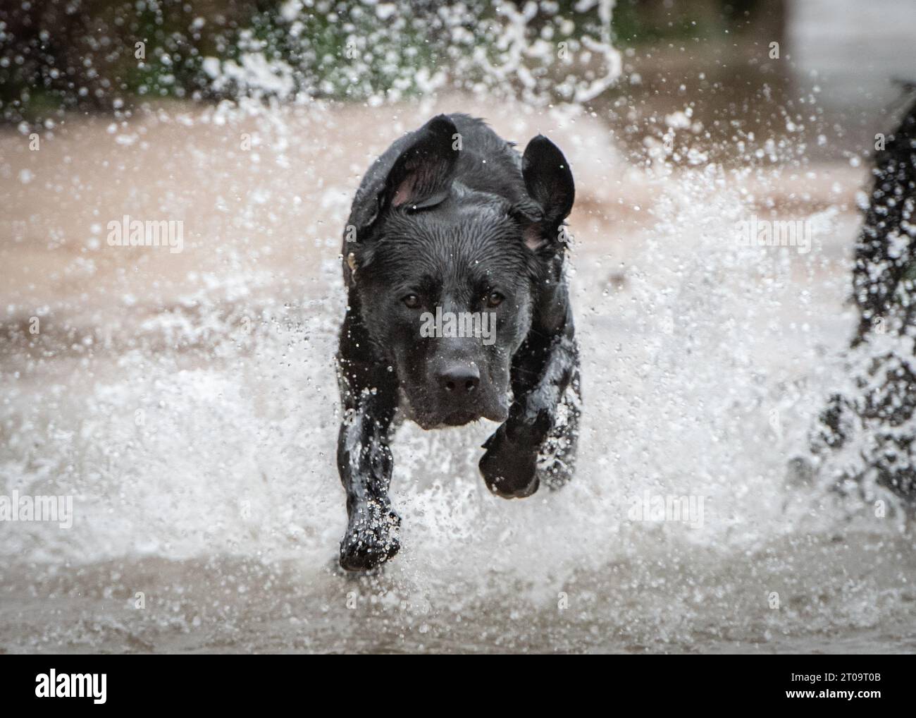 Black Labrador Retriever Stock Photo